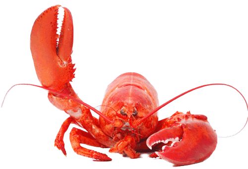Langosta Lobster