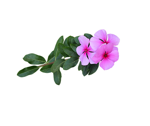 ▷ Flores rosadas y hojas PNG Imagenes gratis 2023 | PNG Universe